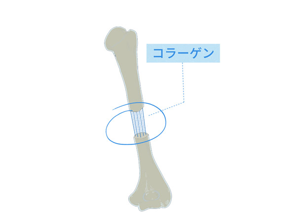 骨とコラーゲンのイメージ